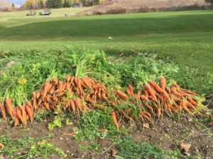 carrots-picked